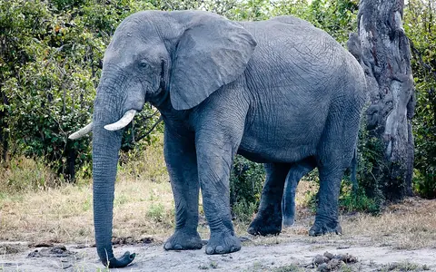 Elephant in Botswana