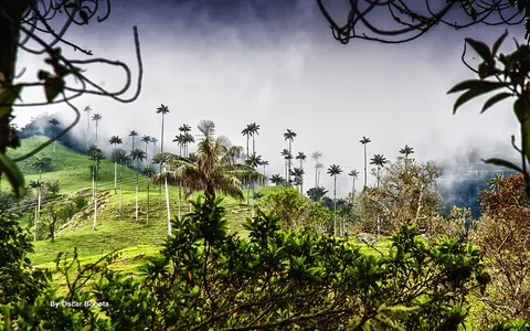 Cocora Valley