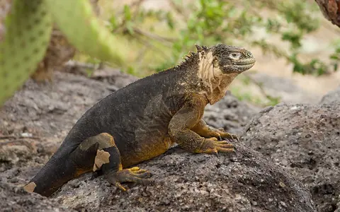 Galápagos land iguana