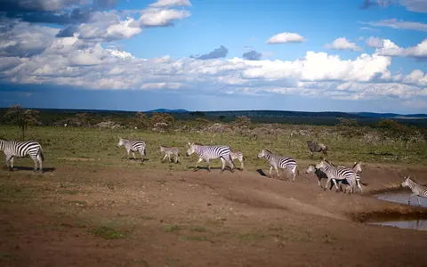 Zebras on the savanna
