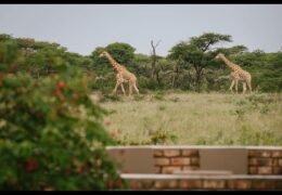 kambaku wildlife reserve namibia live webcam