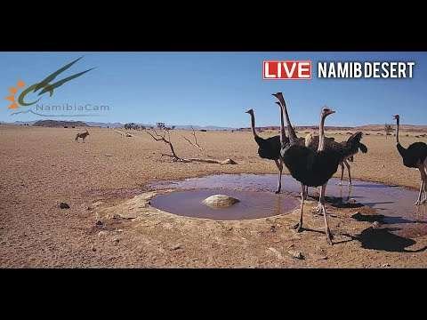 namib desert live webcam namibia