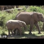 Mpala Research Centre, Kenya