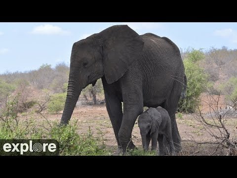 tembe elephant park live webcam south africa
