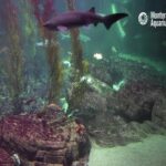 Monterey Bay Aquarium, Monterey, California