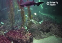 Monterey Bay Aquarium Live Cam, California