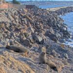Oamaru Blue Penguin Colony, Oamaru, New Zealand