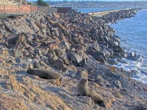 Oamaru Blue Penguin Colony, Oamaru, New Zealand