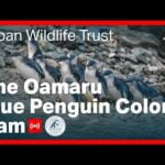 Oamaru Blue Penguin Colony, Oamaru, New Zealand