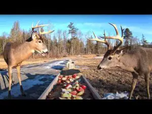 Brownville Food Pantry, Brownville live cam, Maine