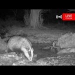Wildlife in the Forest, Northern Denmark