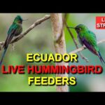 Hummingbird Feeders, Mindo, Ecuador