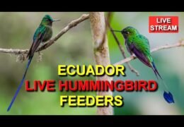 Hummingbird Feeders, Ecuador Live Webcam