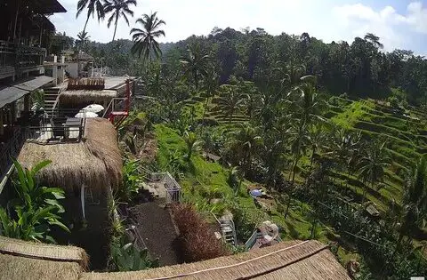 tegallalang rice fields indonesia