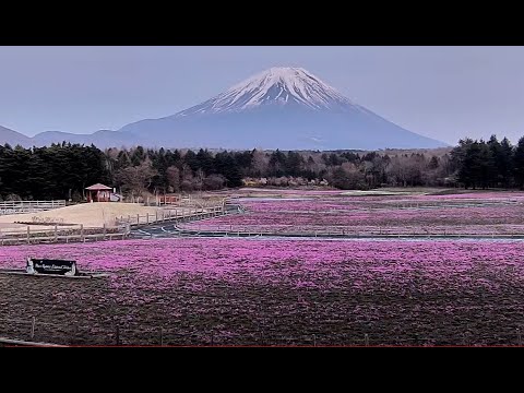 Snow-streaked summit of Mount Fuji rising above the Fuji Five Lakes region on the live webcam
