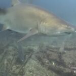 Shark Cam, Southport, North Carolina