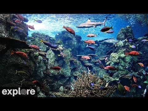 aquarium of the pacific california live webcam