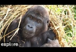 gorilla forest corridor congo live webcam