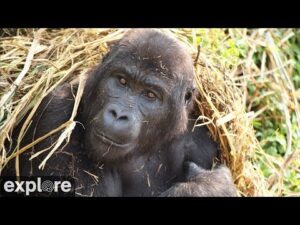 gorilla forest corridor congo live webcam