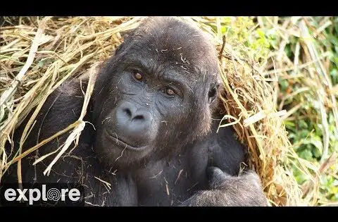 gorilla forest corridor congo live webcam