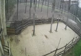 Szeged Zoo, Szeged Live Webcam, Hungary