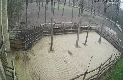 Szeged Zoo, Szeged Live Webcam, Hungary