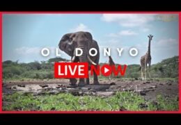 ol donyo lodge kenya live webcam