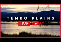 tembo plains camp zimbabwe live webcam