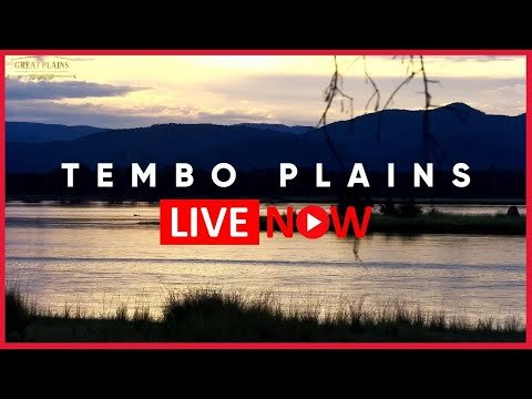 tembo plains camp zimbabwe live webcam