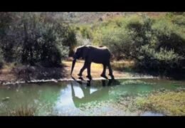 kwa maritane pilanesberg, south africa live webcam