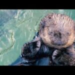 Vancouver Aquarium, Vancouver, Canada