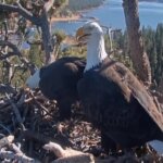 Big Bear Eagle Nest Cam, California