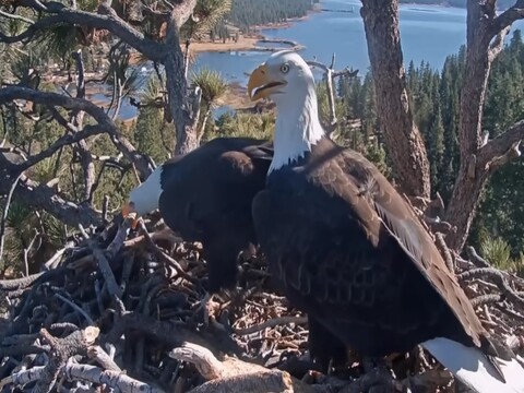 big bear eagle cam live