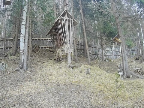 Association Wild Bucovina Webcams, Romania