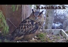 Karula National Park, Estonia live cam