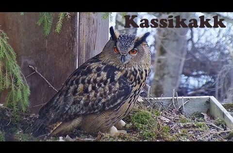 Karula National Park, Estonia live cam