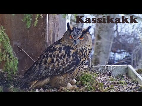 Karula National Park, Estonia live cam