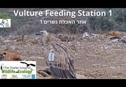 Hula Nature Reserve, Israel live webcam