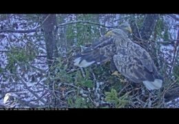 Sea Eagles Nest Live Cam, Kemeri National Park, Latvia