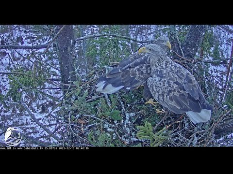 Sea Eagles Nest Live Cam, Kemeri National Park, Latvia