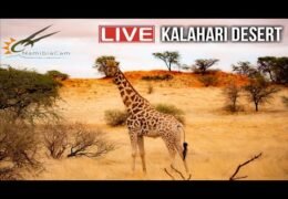 kalahari desert live webcam namibia