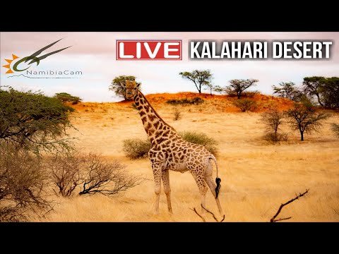 kalahari desert live webcam namibia