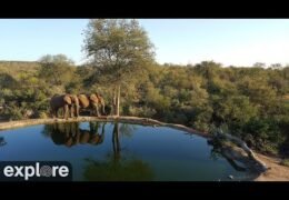 rosie's pan south africa live cam