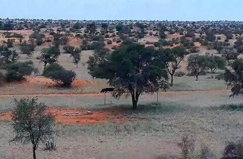 kalahari desert webcam