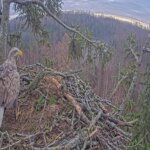 Sea Eagles Nest, Kemeri National Park, Latvia