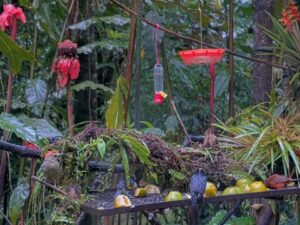 Panama Fruit Feeder webcam