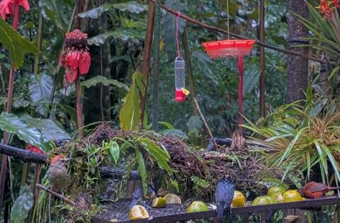 Panama Fruit Feeder webcam
