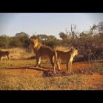 Olifants West Game Reserve, South Africa
