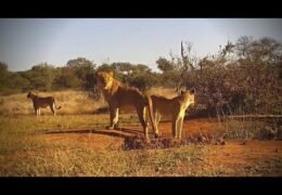 Naledi Cat-EYE webcam, South Africa
