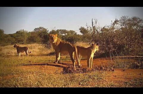 Naledi Cat-EYE webcam, South Africa